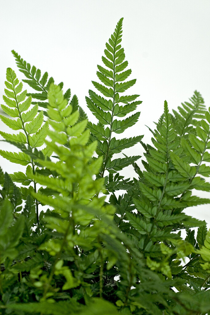 Polystichum tsussimense | Korean rock fern Ferns/RHS Gardening