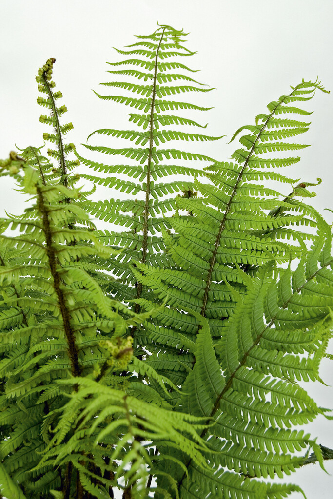 alpine wood fern
