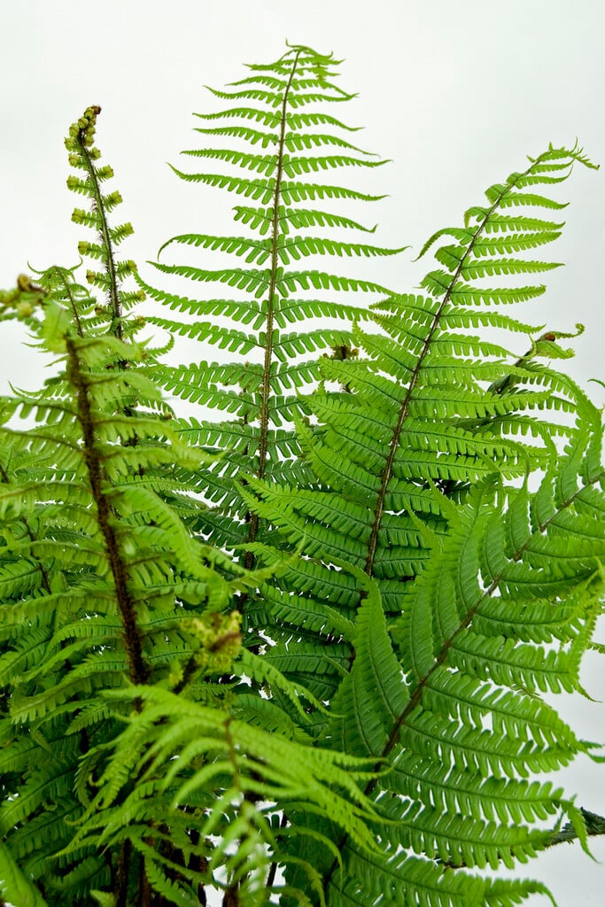 alpine wood fern