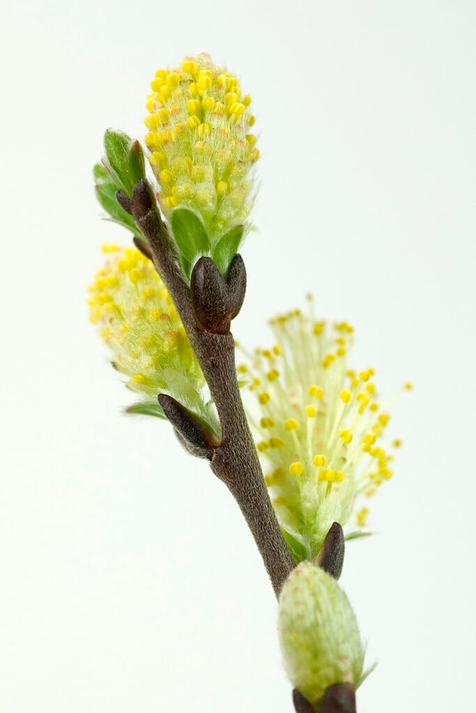 <em>Salix</em> <em>repens</em> 'Iona' (m)