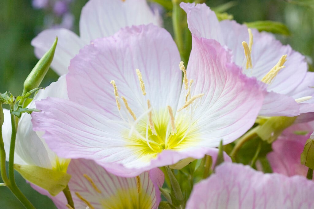 <i>Oenothera</i> <i>speciosa</i> 'Rosea'