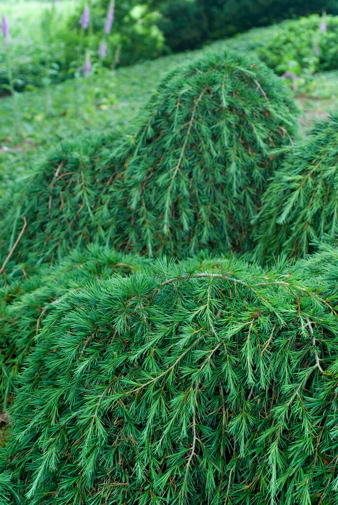<i>Cedrus</i> <i>libani</i> 'Pendula'
