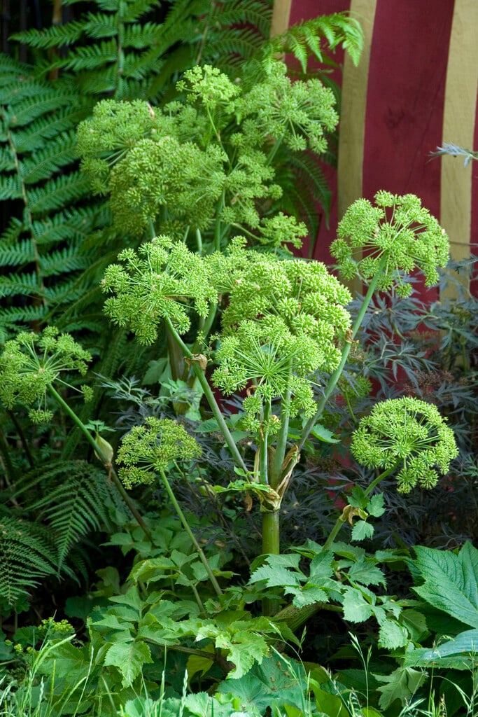 angelica