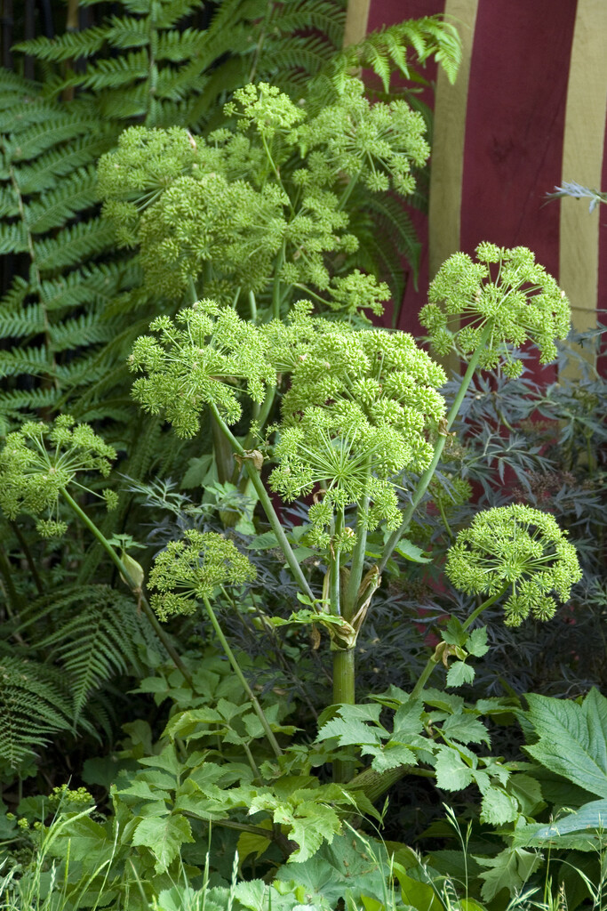 angelica