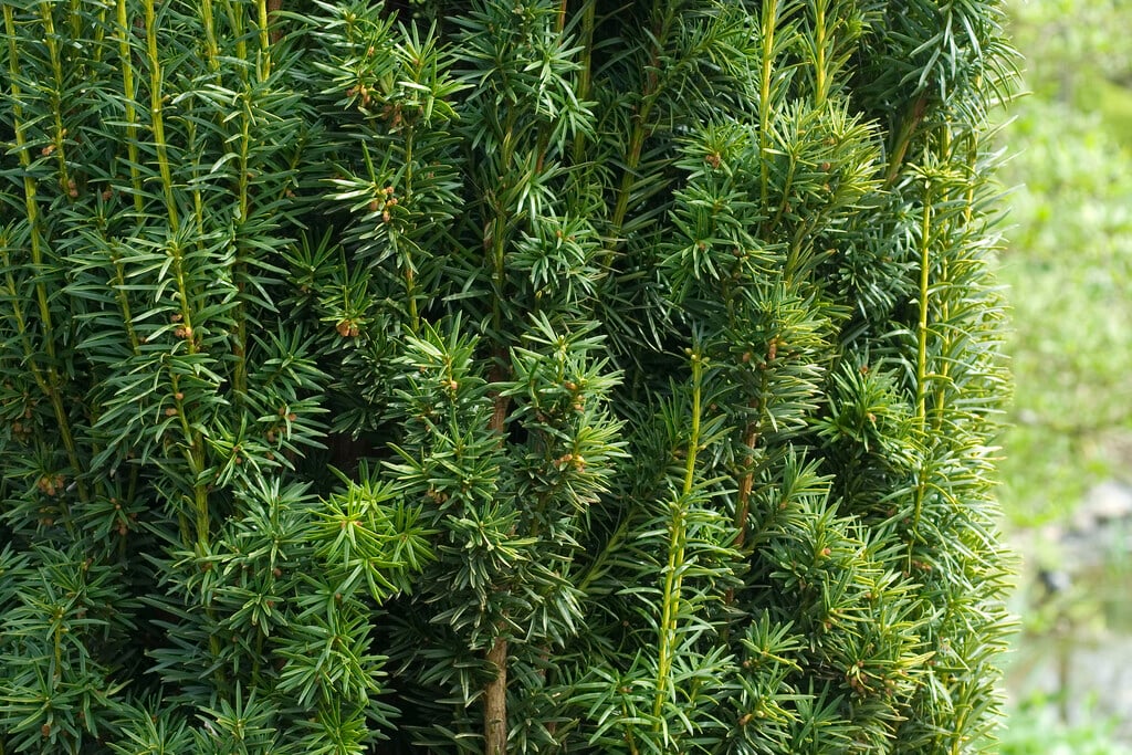 common yew Fastigiata Aurea Group