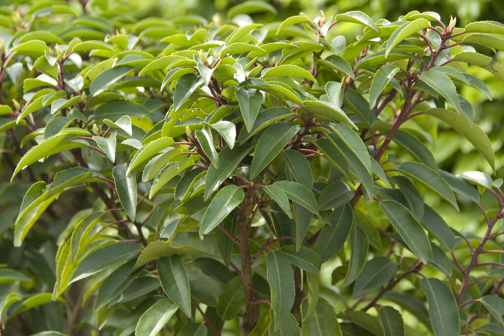 Portugal laurel
