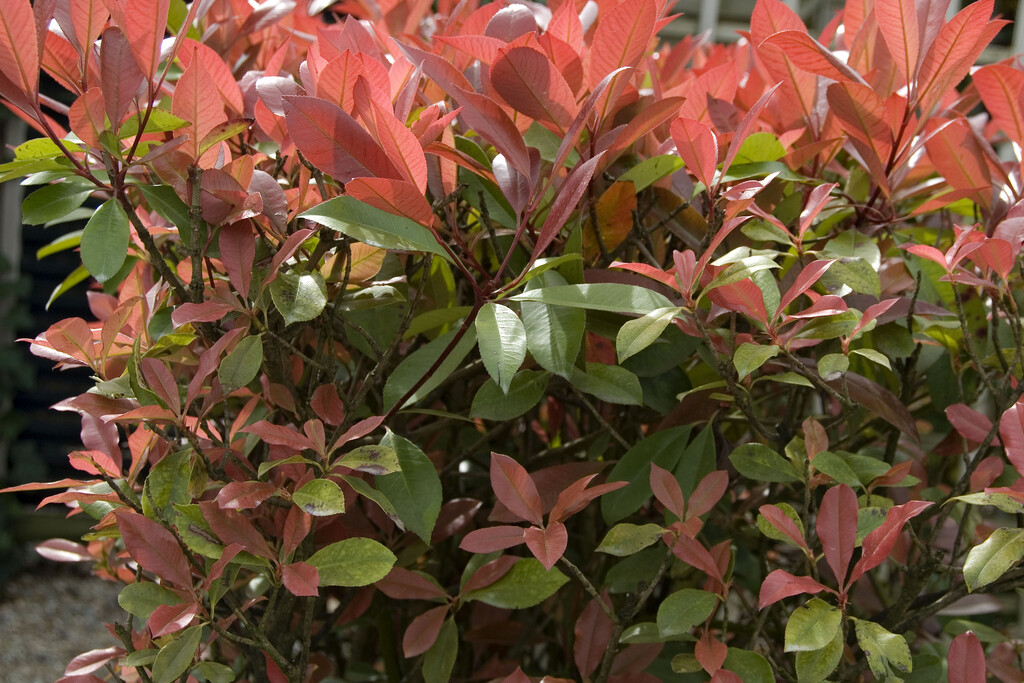 Christmas berry 'Red Robin'