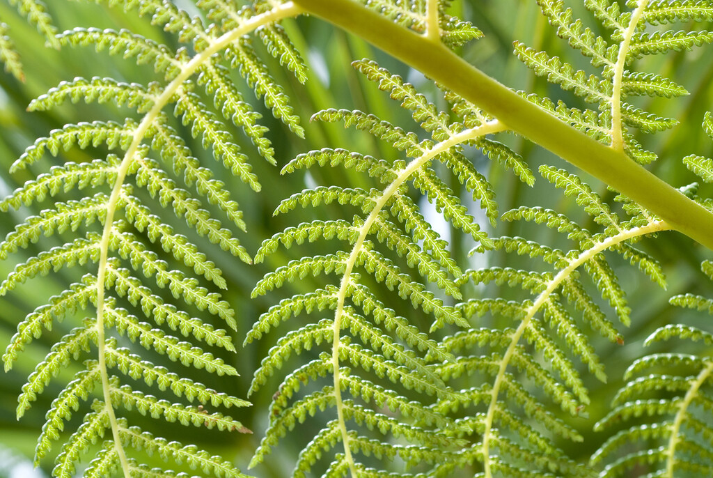 soft tree fern