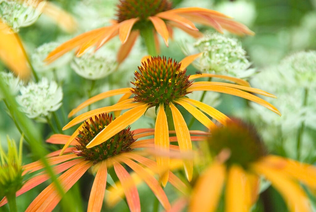 coneflower 'Art's Pride'