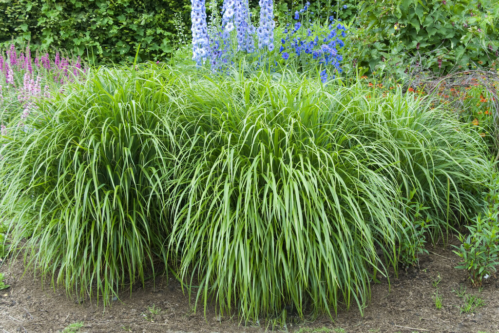Korean feather reed grass