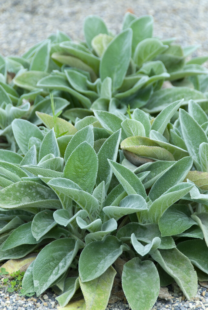 lamb's ear 'Big Ears'