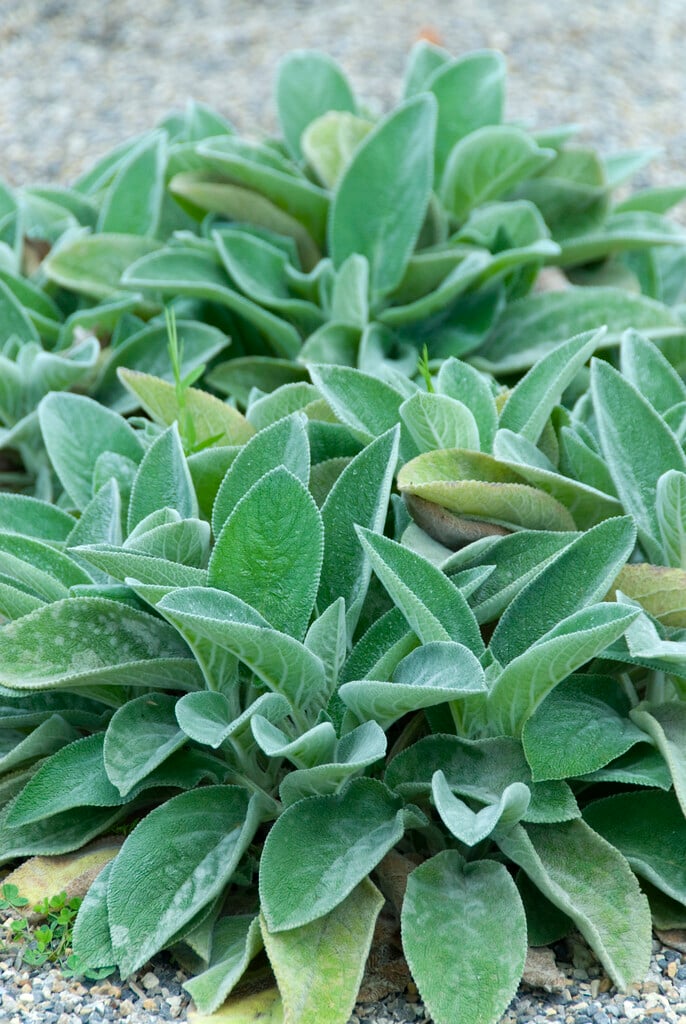 lamb's ear 'Big Ears'