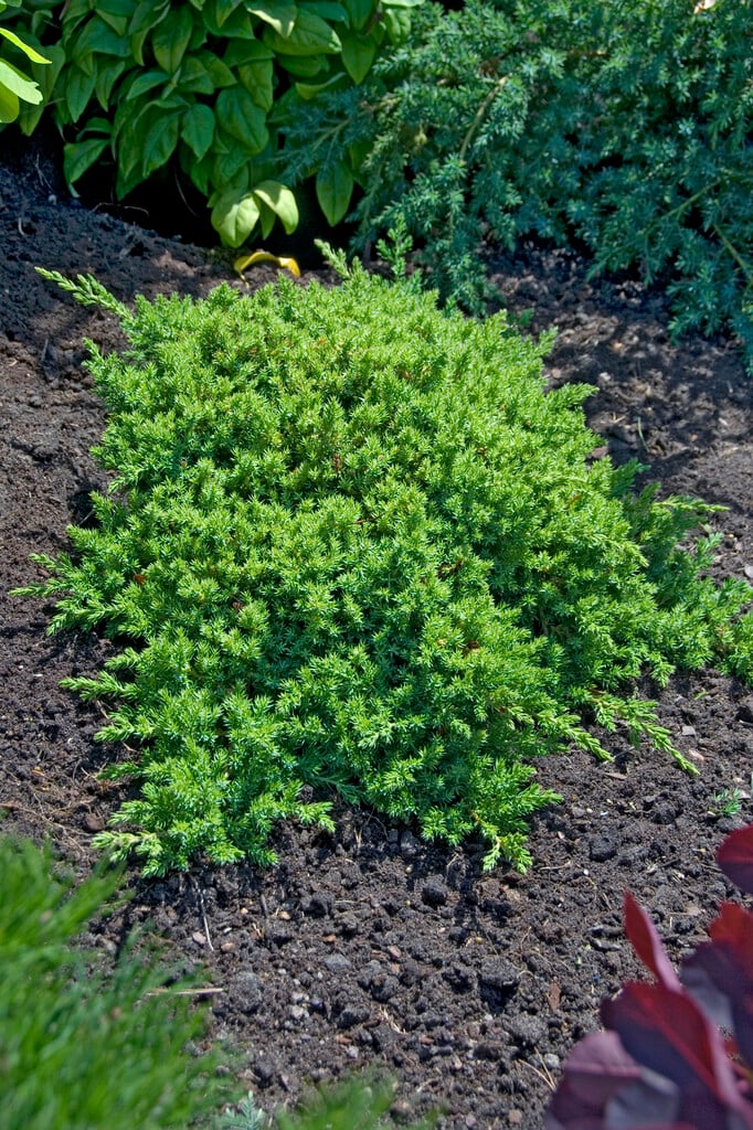 Juniperus communis var. saxatilis | dwarf juniper Conifers/RHS Gardening