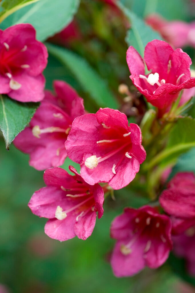 <i>Weigela</i> 'Evita'