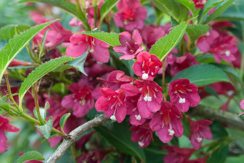 <i>Weigela</i> 'Evita'