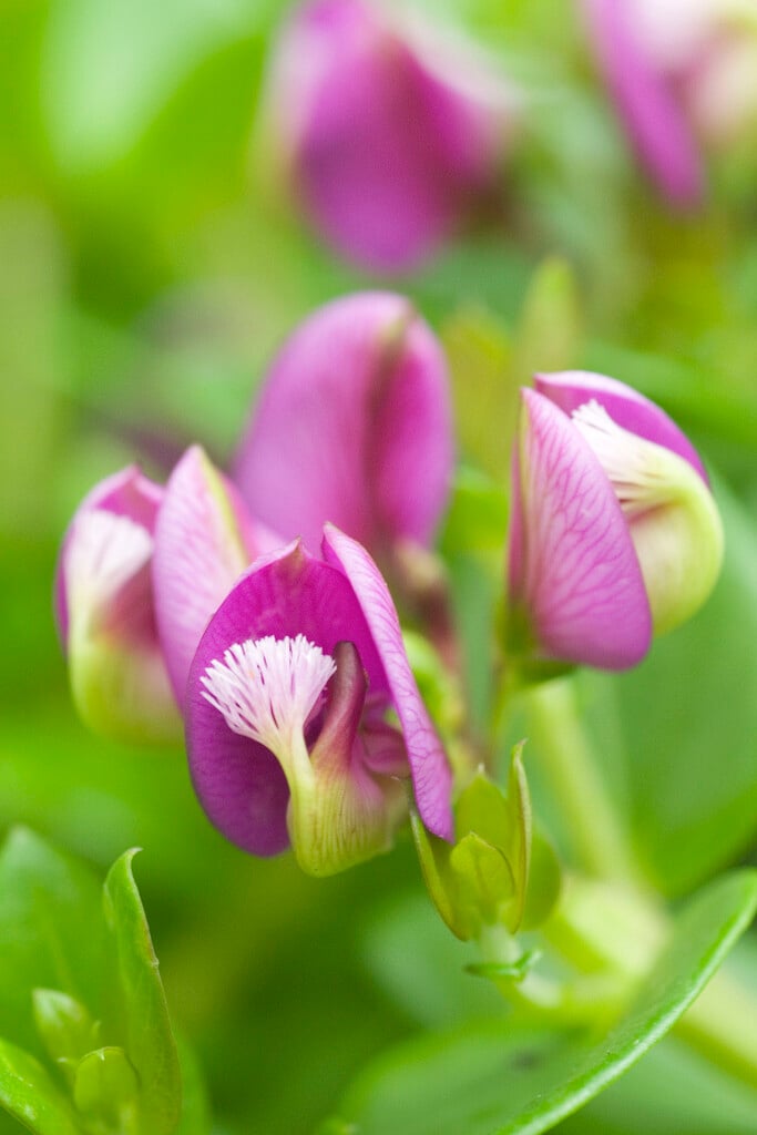 <i>Polygala</i> <i>myrtifolia</i> [<span style="font-variant: small-caps;">Bibi Pink</span>] ('Polylap')