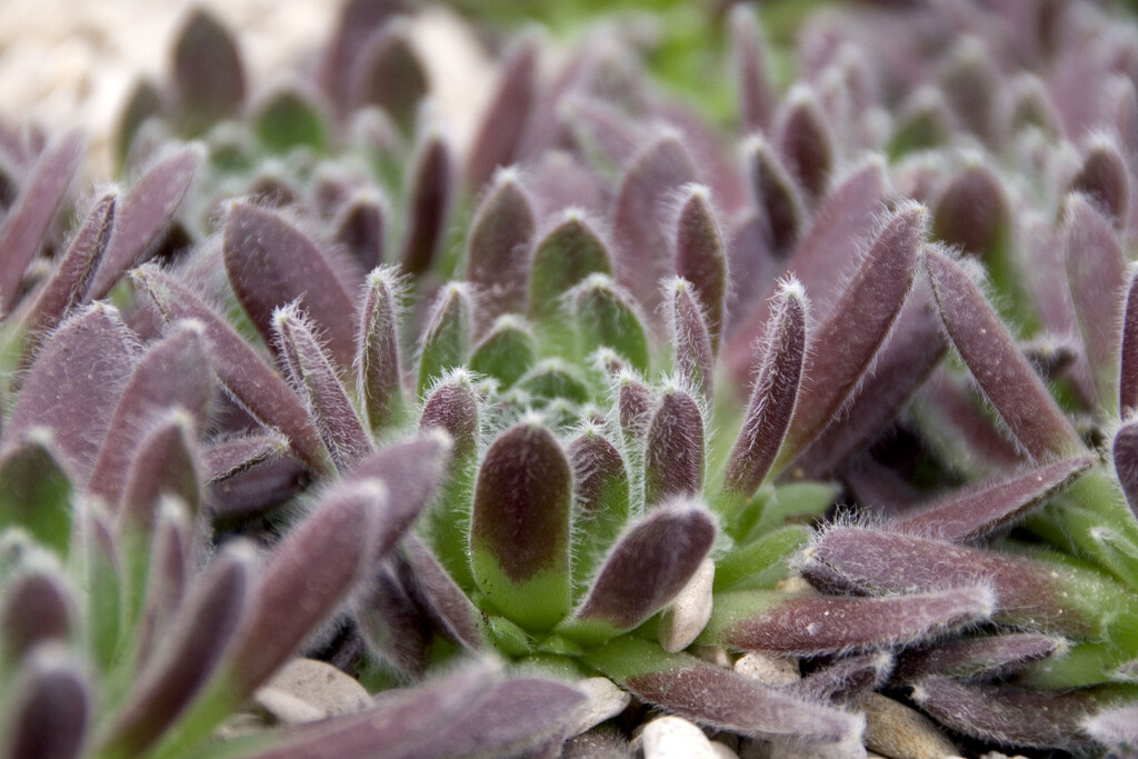 houseleek 'Lively Bug'