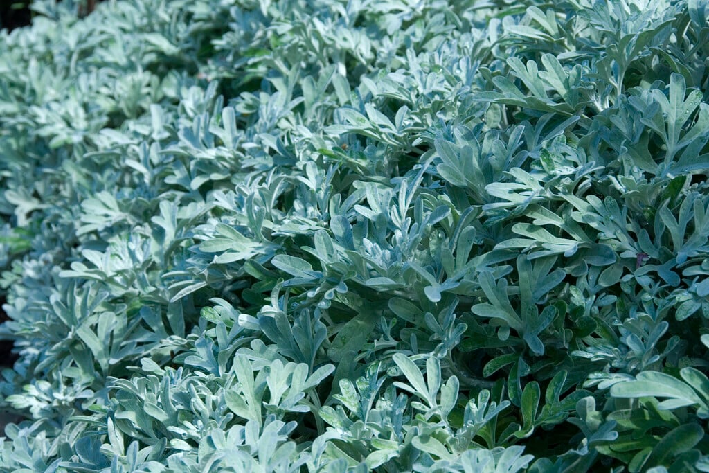 hoary mugwort 'Boughton Silver'