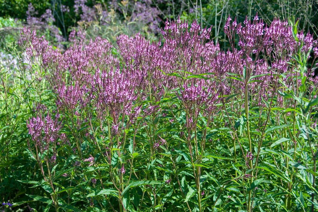 Verbena hastata f. rosea pinkflowered blue vervain Herbaceous