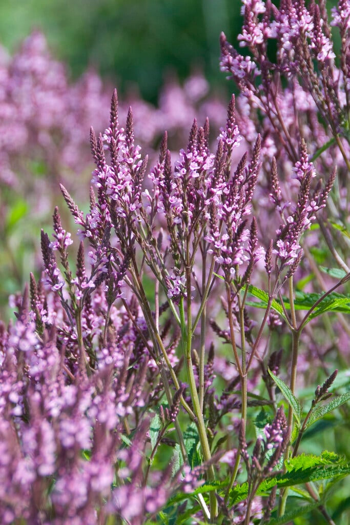 pink-flowered blue vervain