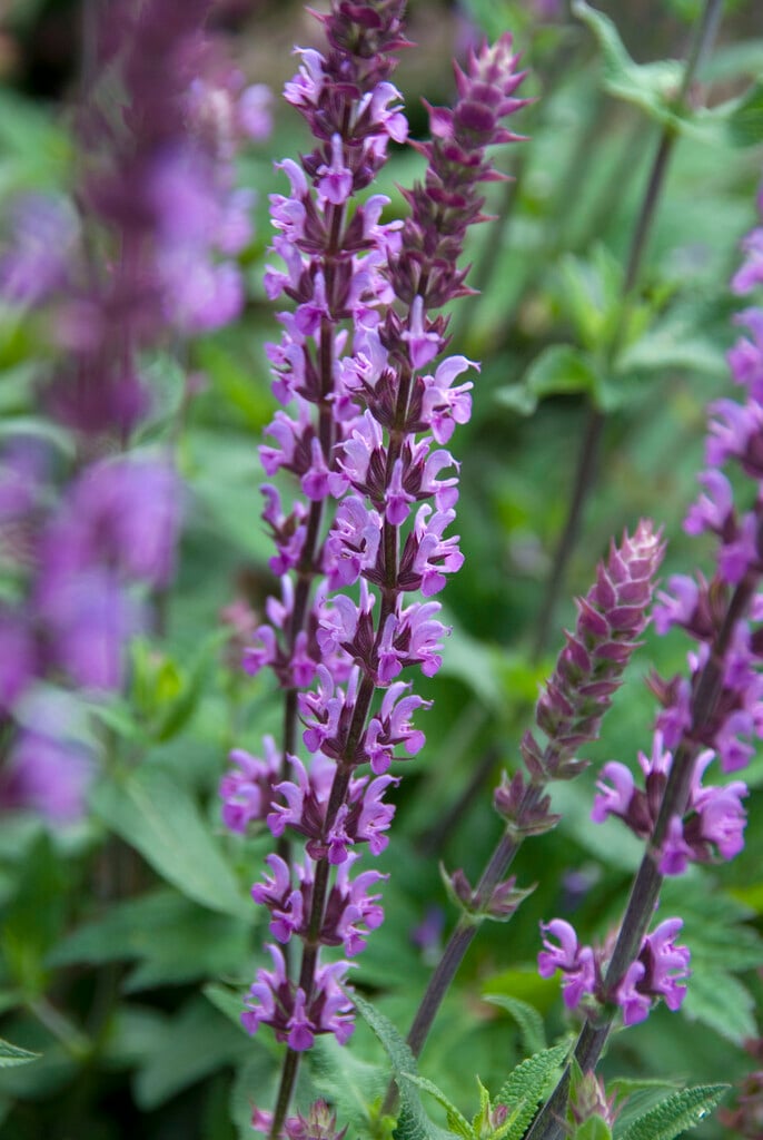 Balkan clary 'Amethyst'