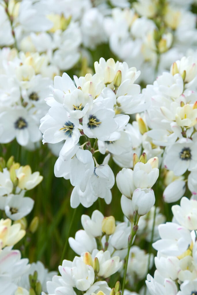<i>Ixia</i> 'Gemini'