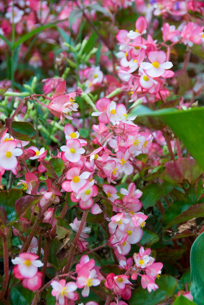 <i>Begonia</i> 'Braveheart'