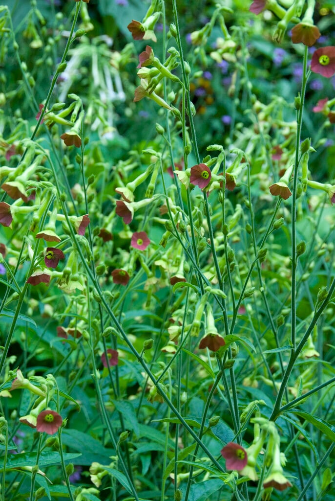 <i>Nicotiana</i> 'Tinkerbell'