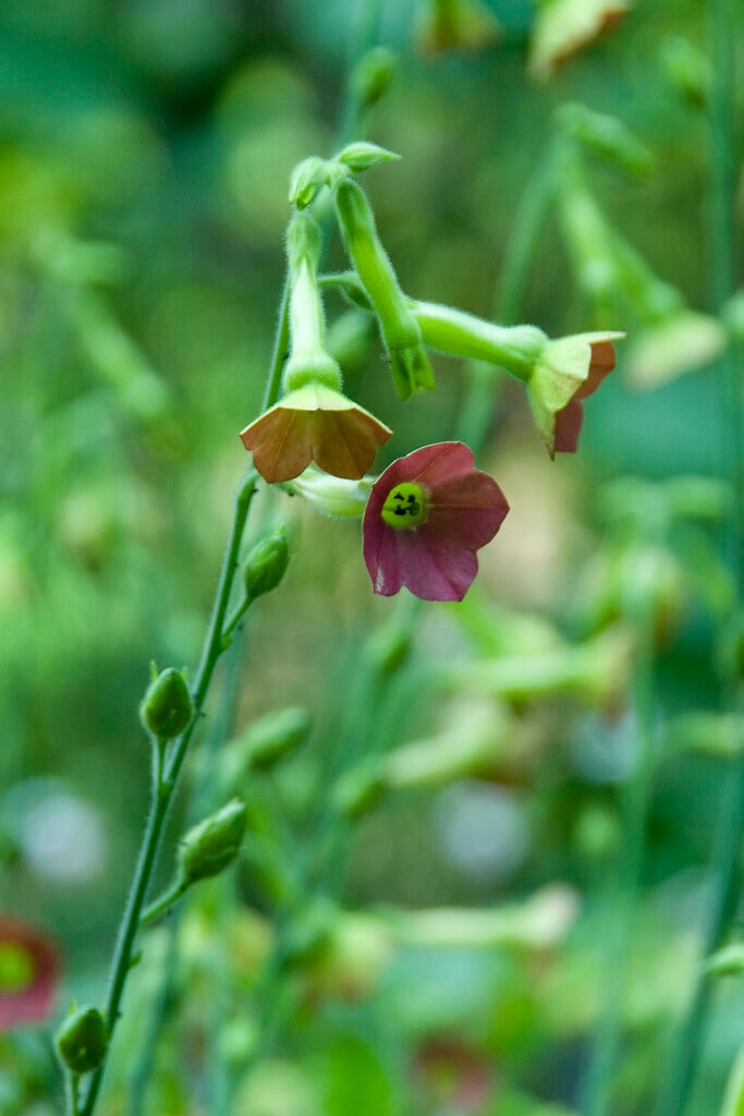 <i>Nicotiana</i> 'Tinkerbell'