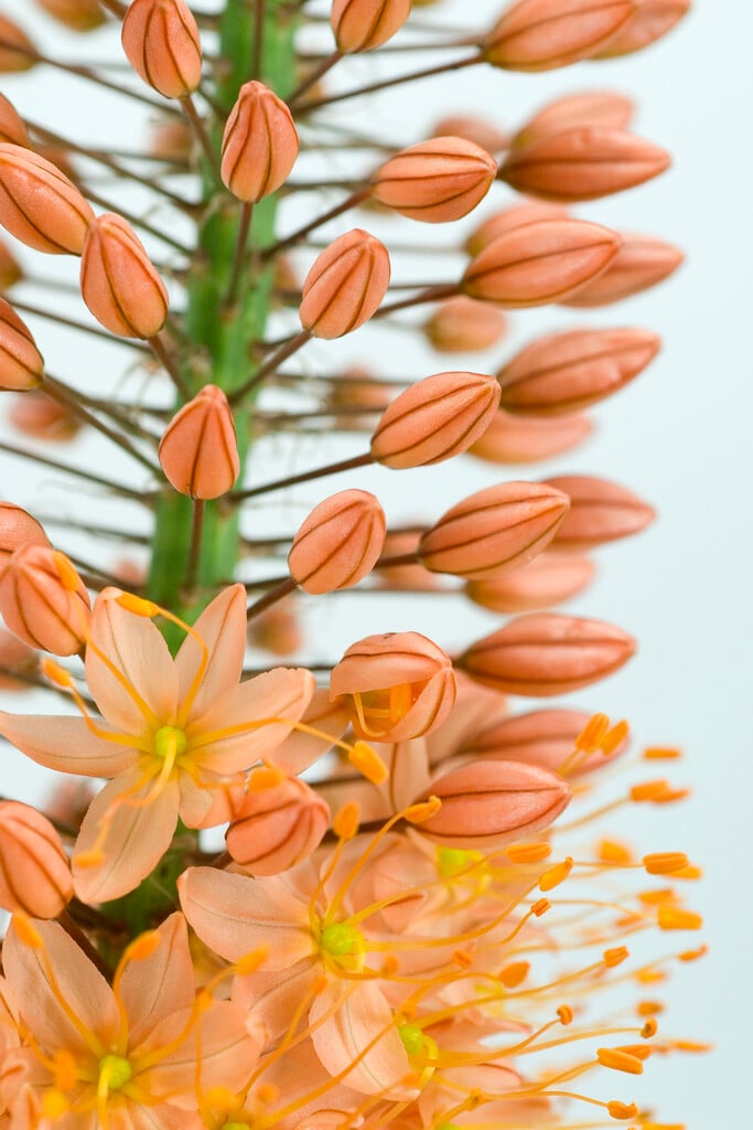 foxtail lily 'Cleopatra'