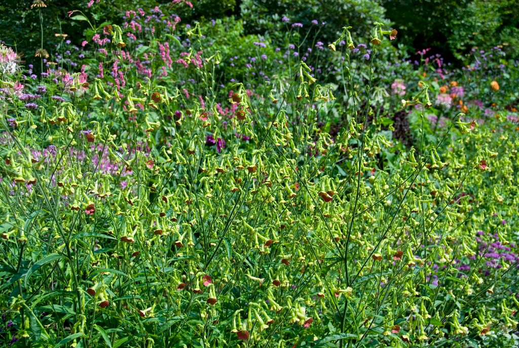 <i>Nicotiana</i> 'Tinkerbell'