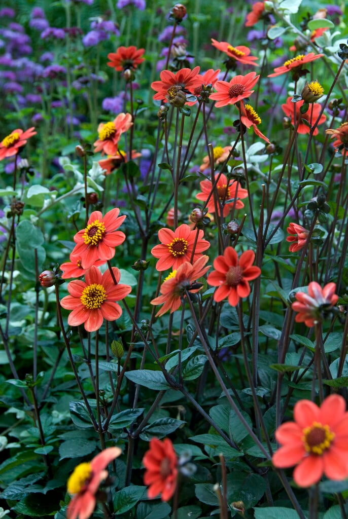 <i>Dahlia</i> 'Scura' (Sin)