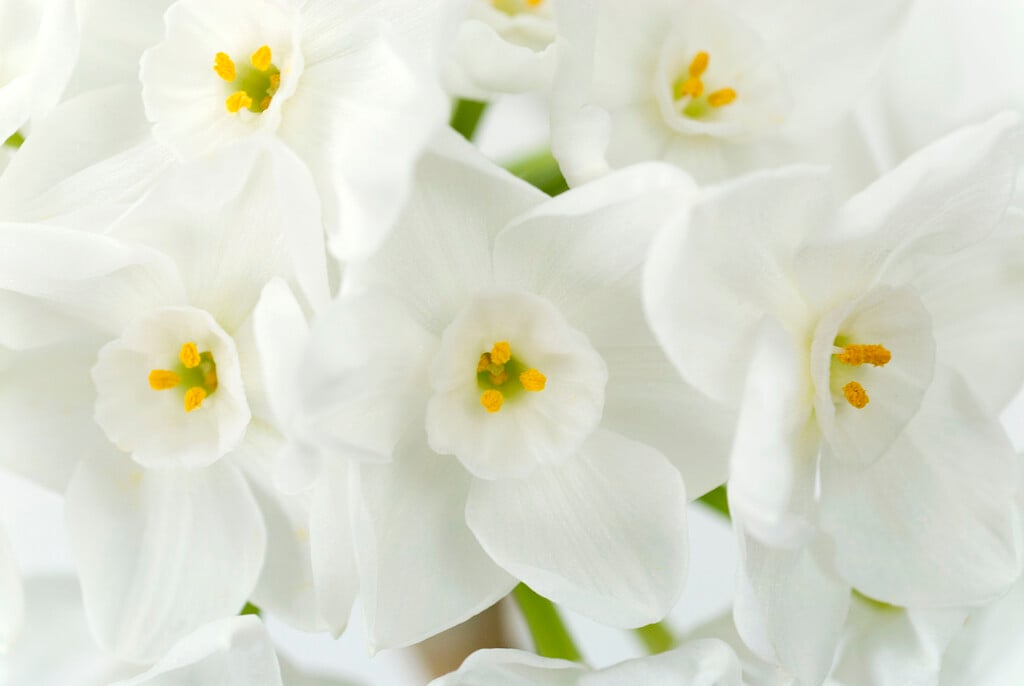 daffodil 'Inbal'