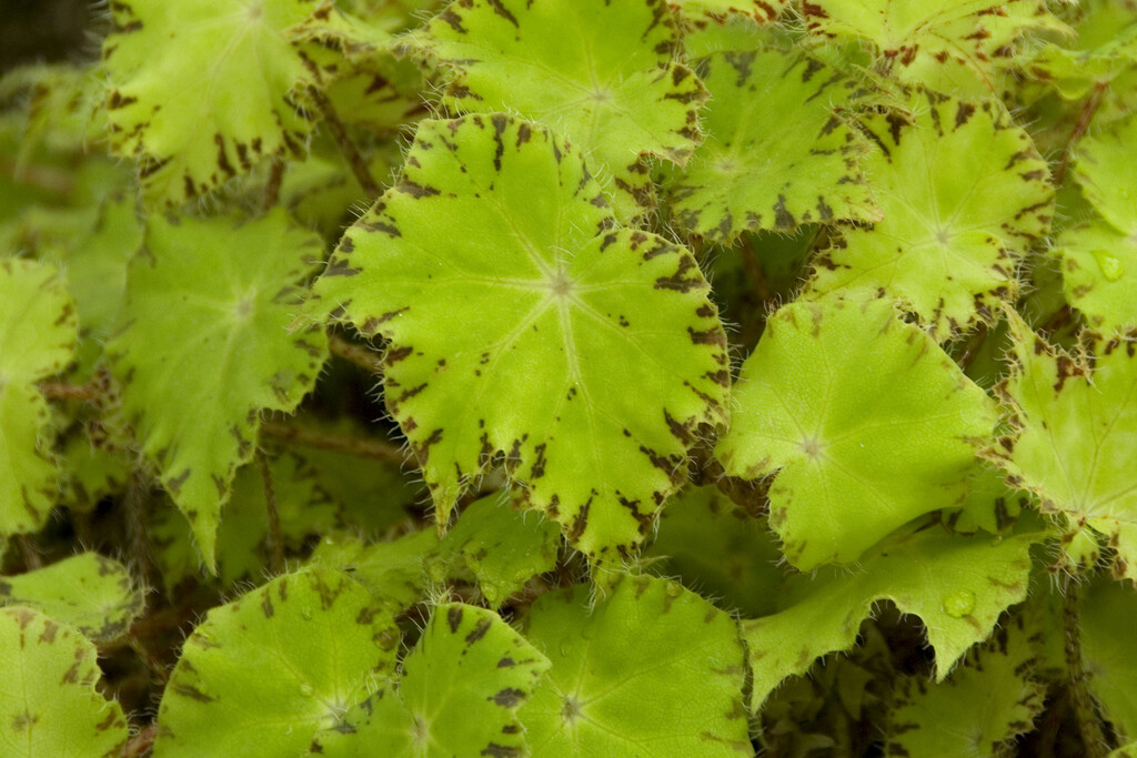 begonia 'Scherzo'