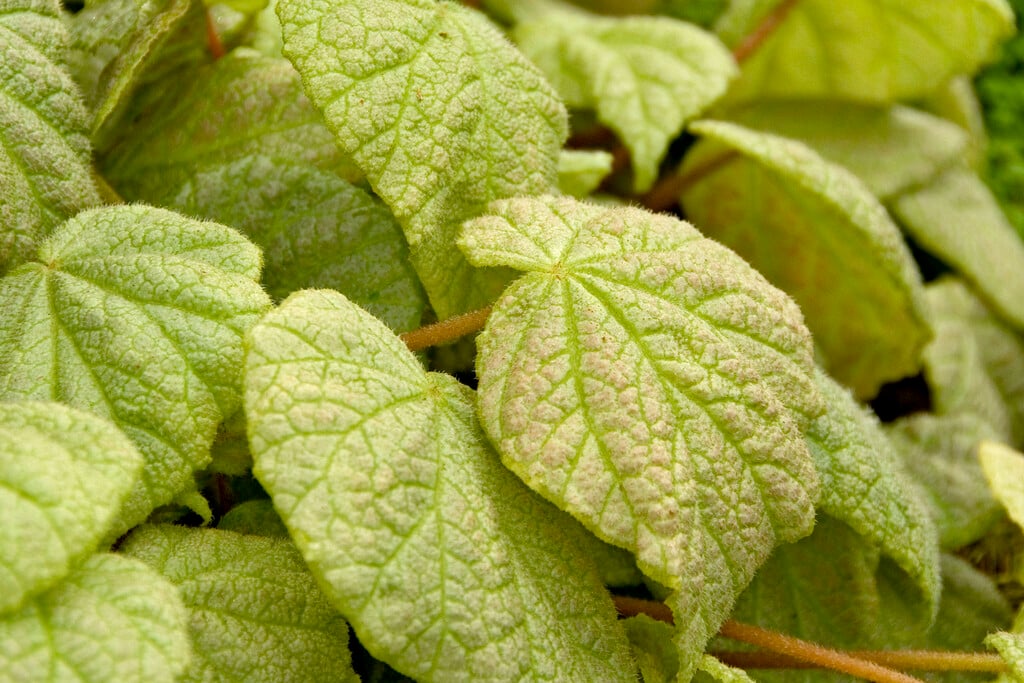 <i>Begonia</i> 'Piccolo'