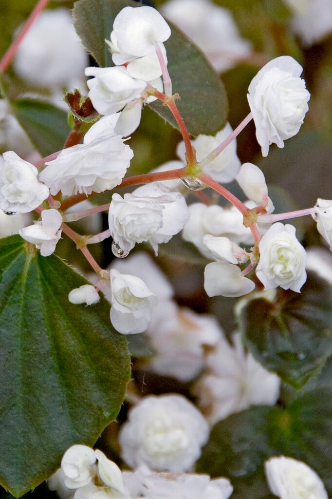 begonia 'Doublet White'