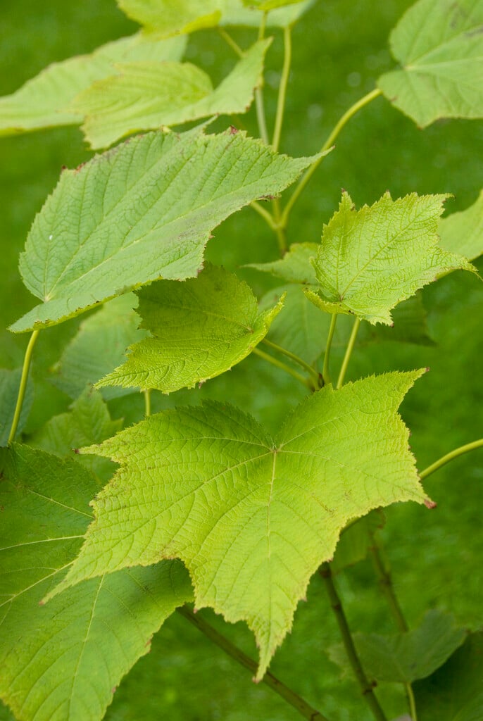 Nippon maple