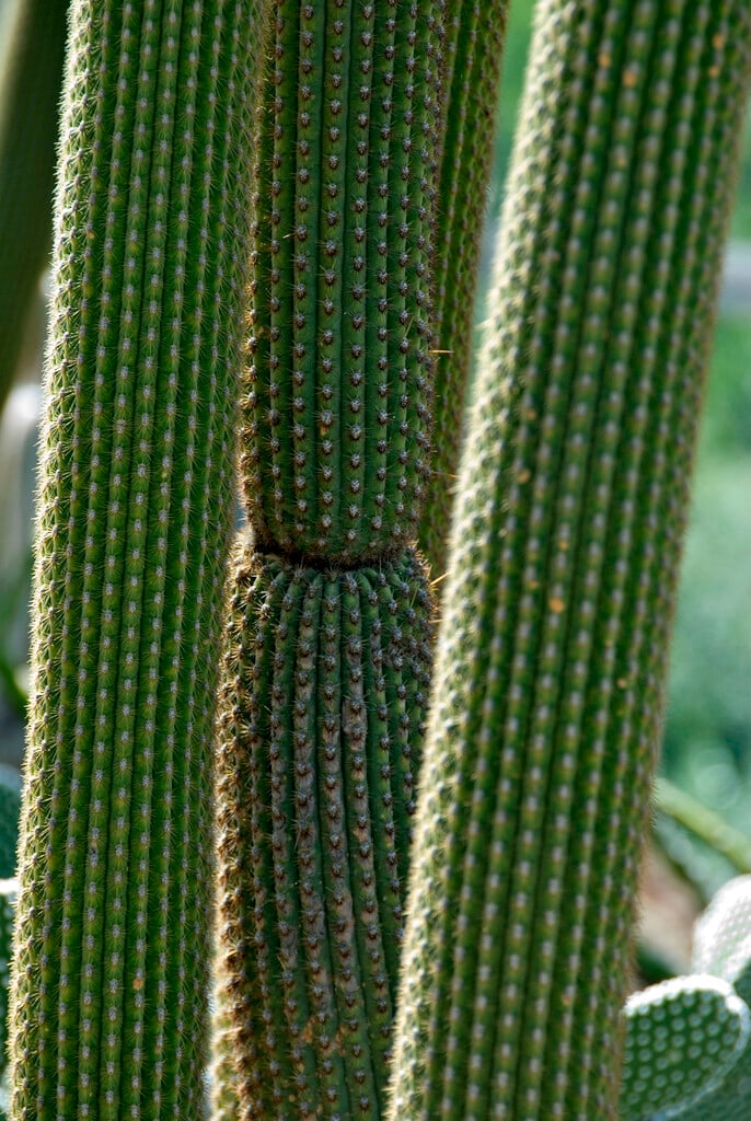 <i>Weberbauerocereus</i> <i>winterianus</i>