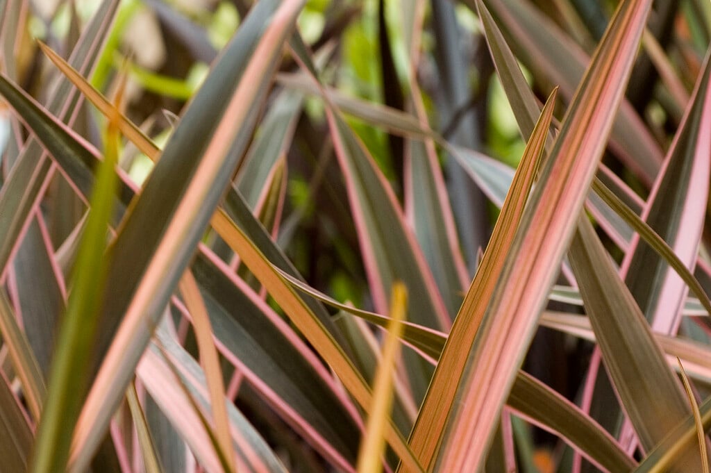 mountain flax 'Flamingo'