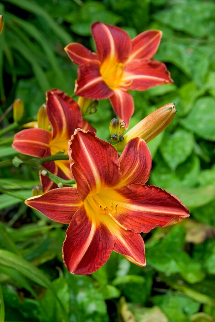 daylily 'Cynthia Mary'