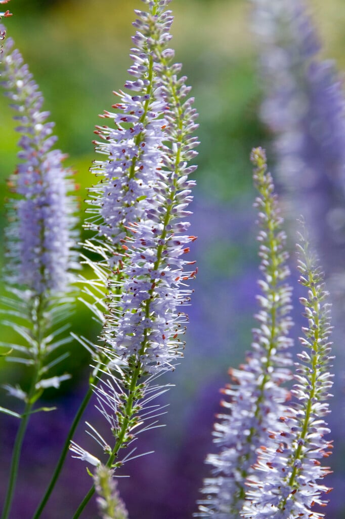 Culver's root 'Spring Dew'
