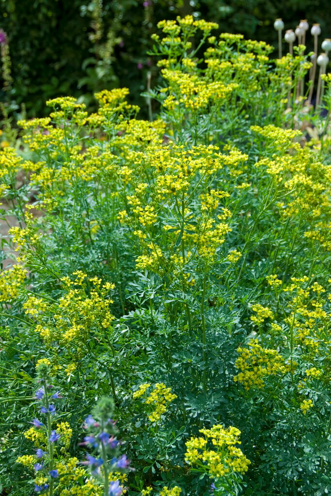 fringed rue