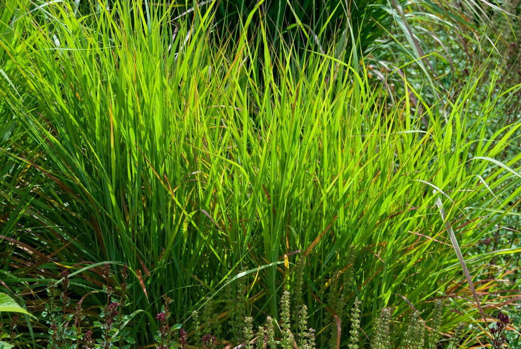 switch grass 'Rehbraun'