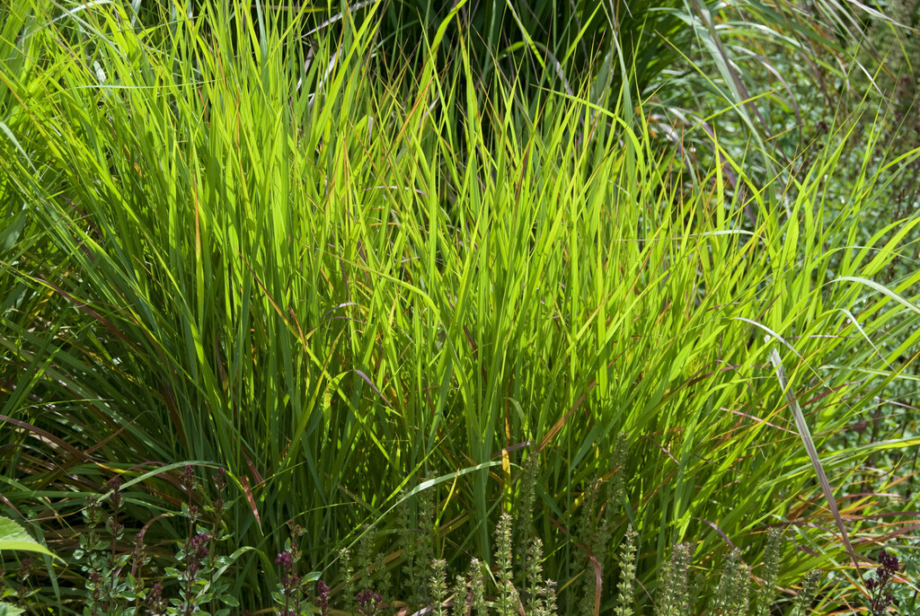 switch grass 'Rehbraun'