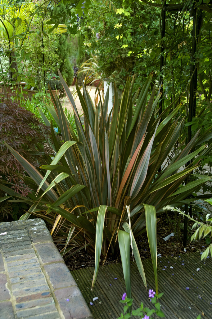 flax lily 'Sundowner'