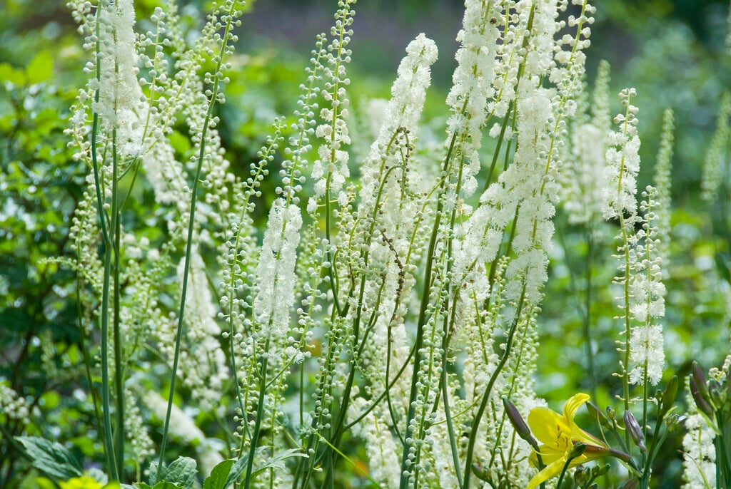 cohosh bugbane
