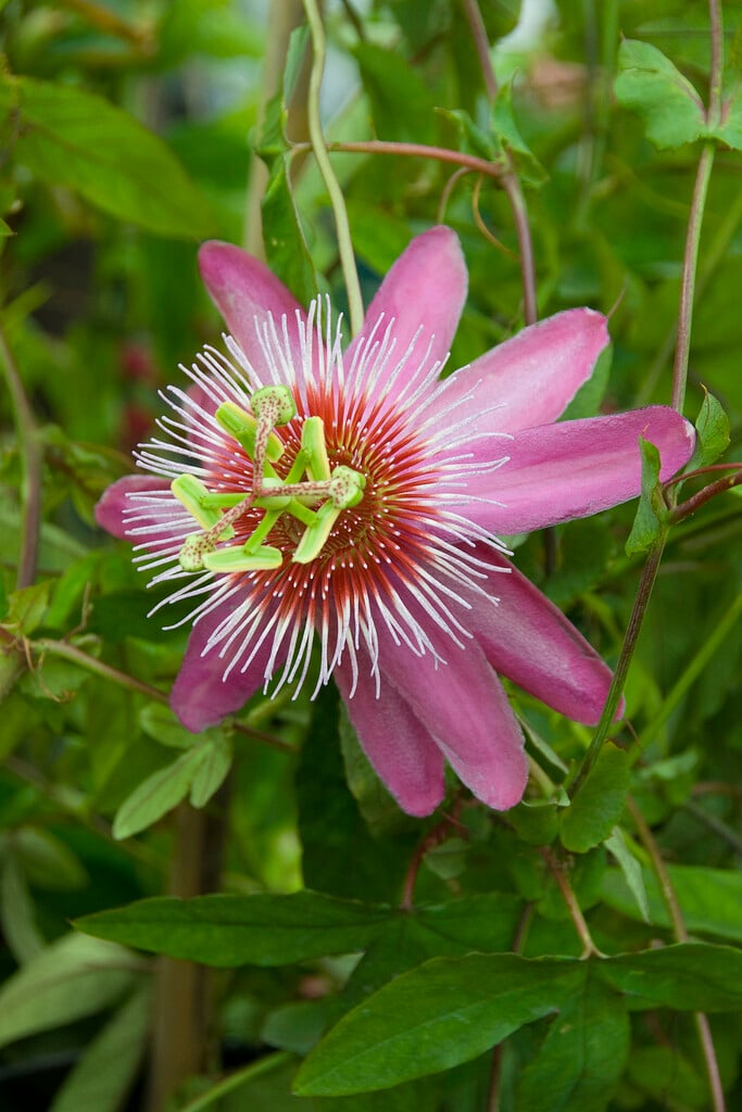 <i>Passiflora</i> 'Anastasia'