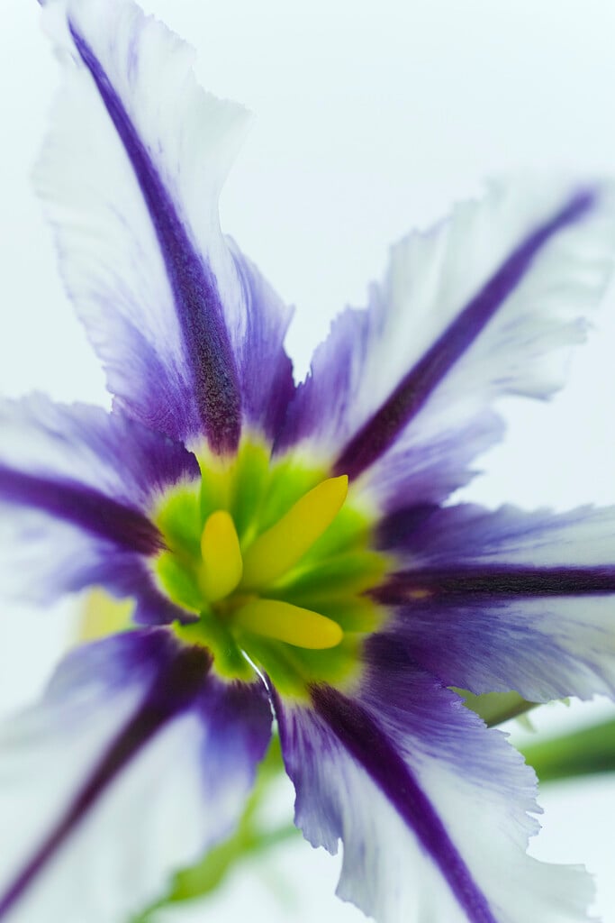 <i>Leucocoryne</i> 'Sunny Stripe'