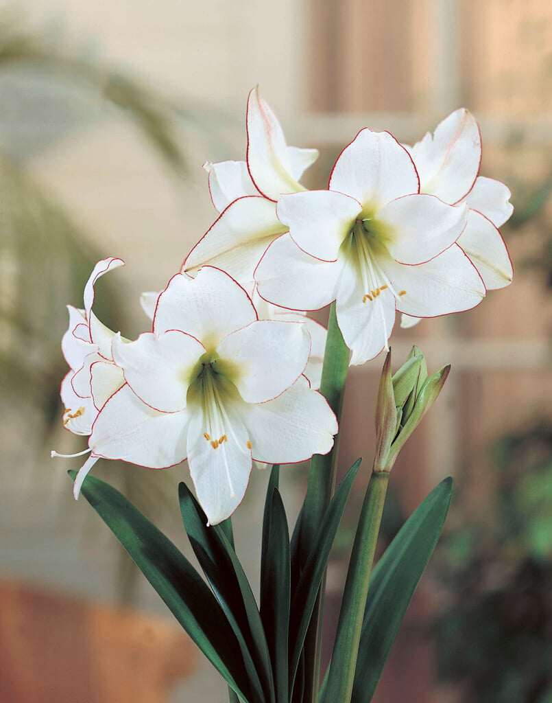 amaryllis 'Picotee'