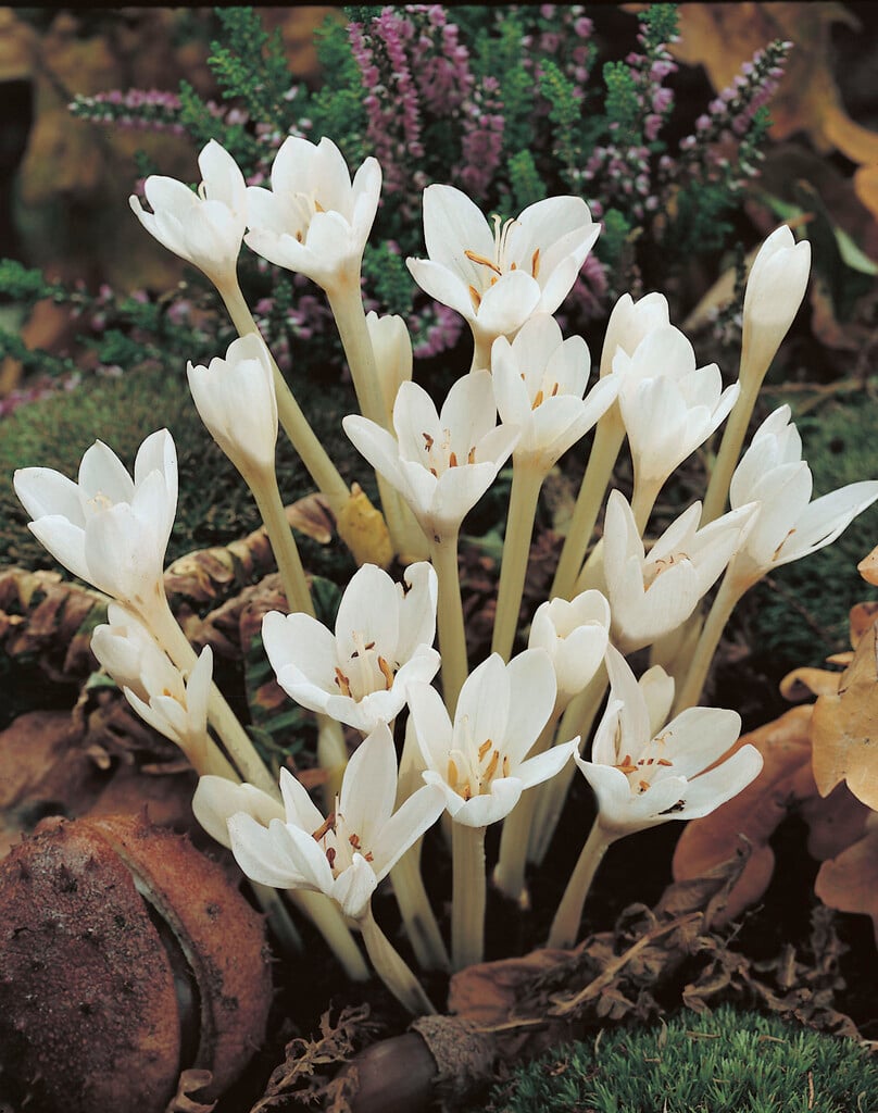 meadow saffron 'Album'